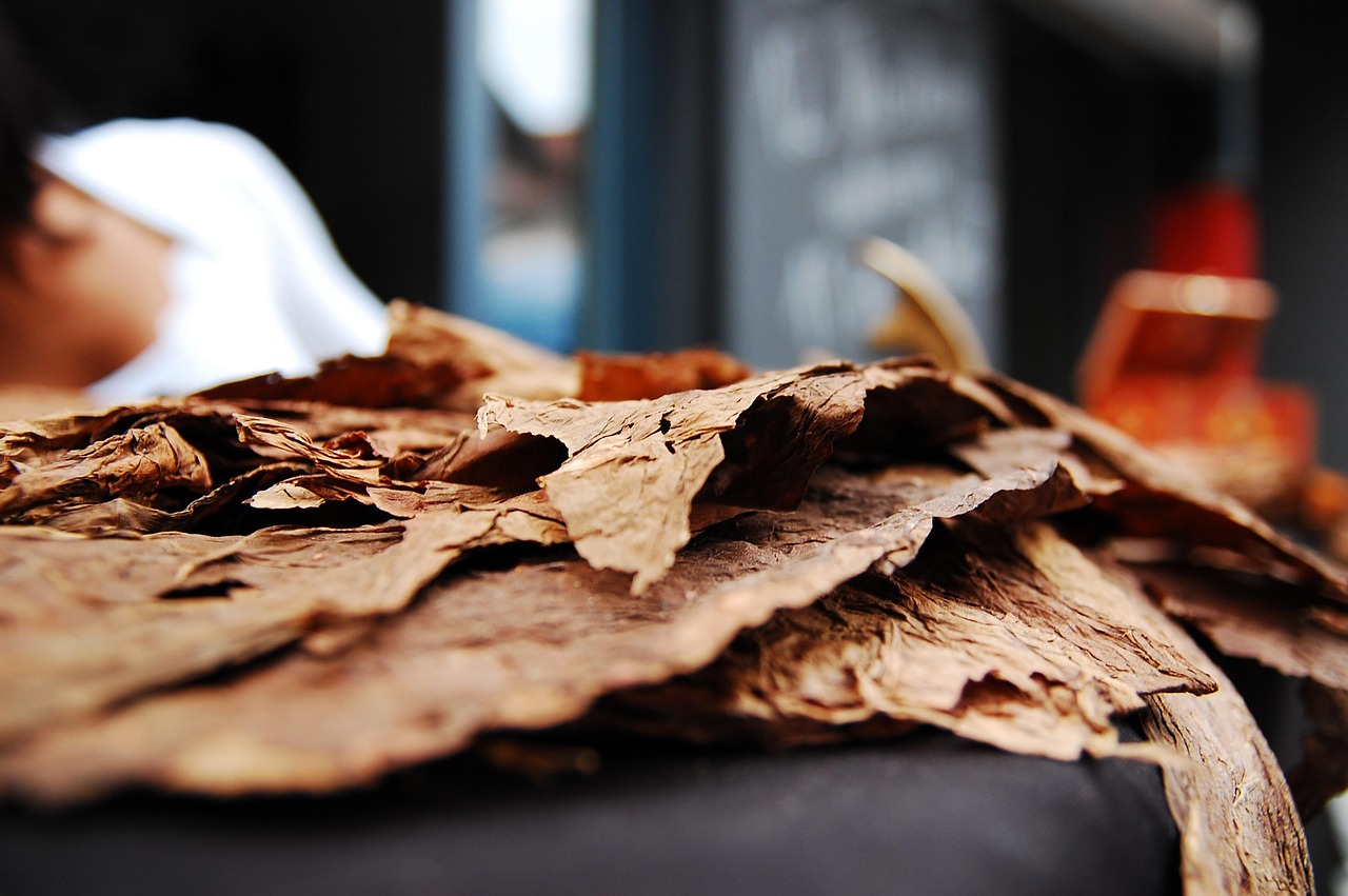 tobacco, cigar, enjoyment, tobacco leaves, nicotine, cuba, tobacco, tobacco, tobacco, tobacco, tobacco, tobacco leaves, tobacco leaves, tobacco leaves