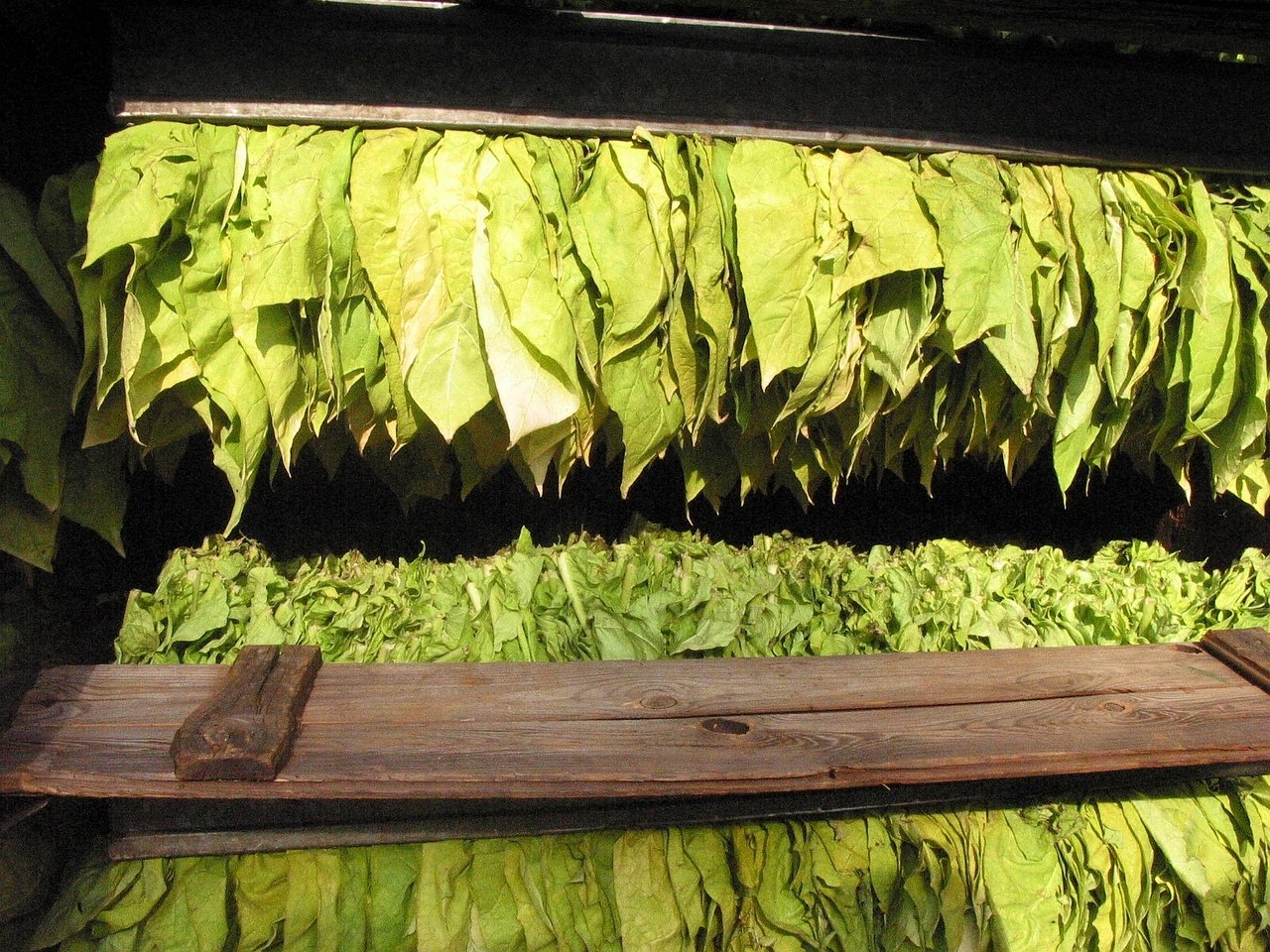 tobacco, tobacco leaves, tobacco core, reading, tobacco, tobacco, tobacco, tobacco, tobacco, tobacco leaves, tobacco leaves