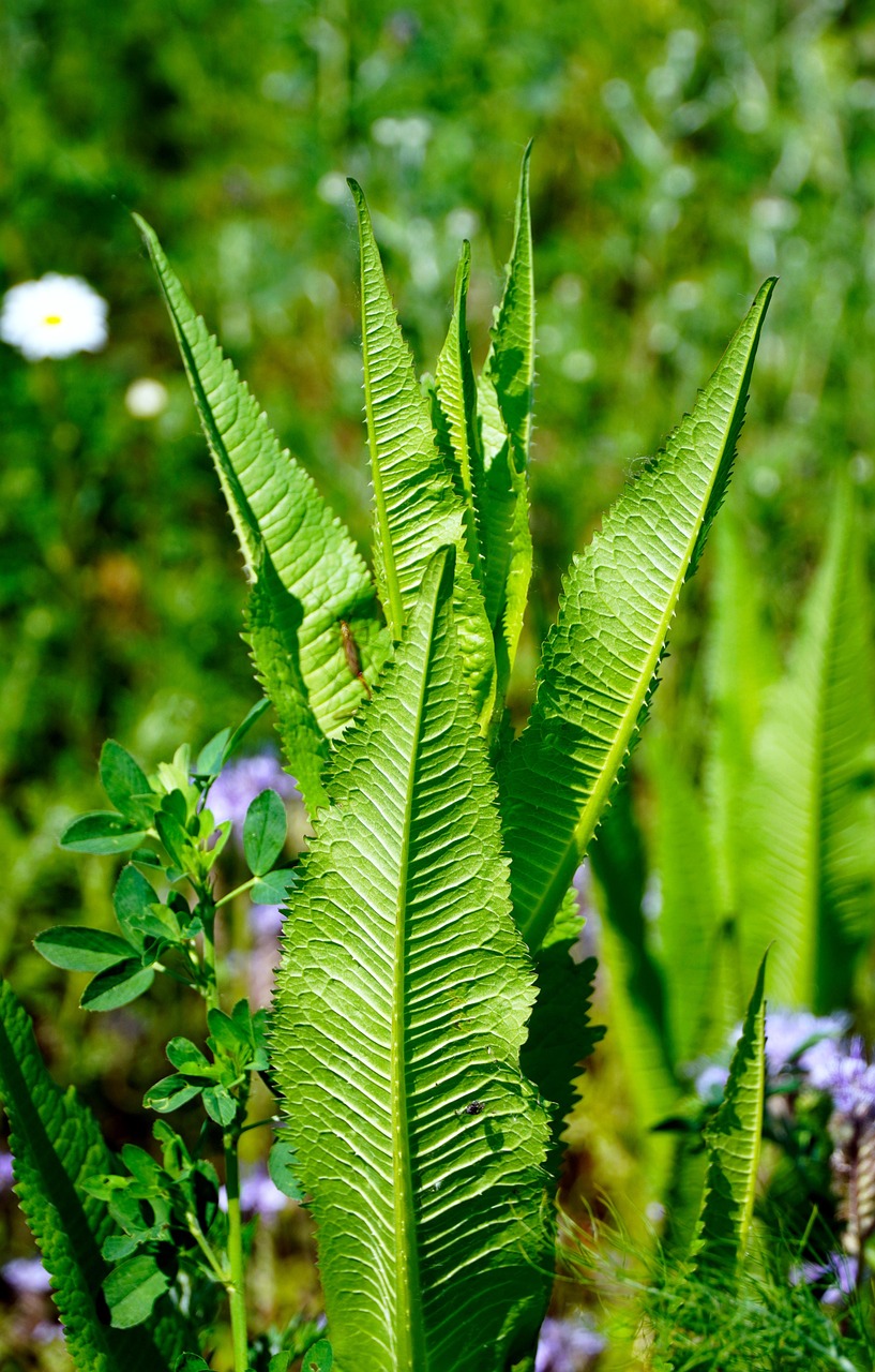 tobacco plant, plant, tobacco, nature, flora, leaves, tobacco plant, tobacco plant, tobacco plant, tobacco plant, tobacco plant, tobacco, tobacco