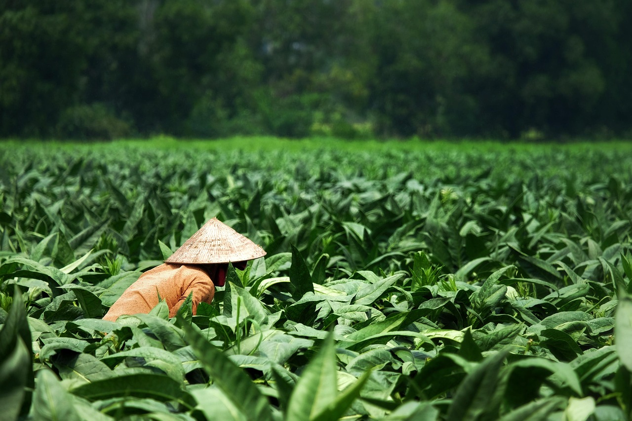 women, field, farmers, extra, tobacco field, vietnam, asia, saigon, conical hats, women, women, women, women, women, farmers, farmers, tobacco field, vietnam, vietnam, vietnam, vietnam, saigon, saigon, saigon