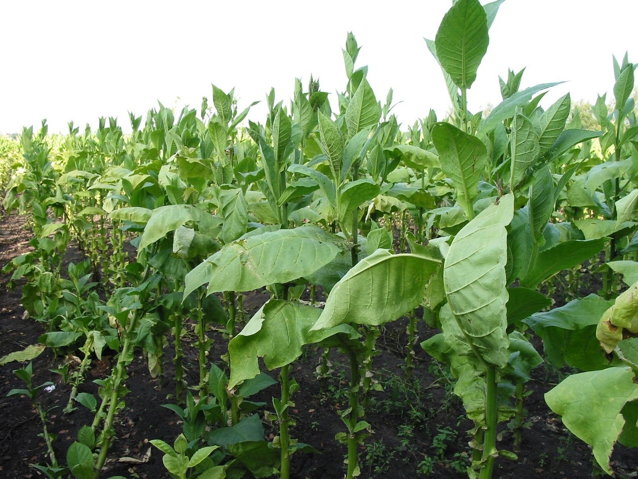 tobacco, tobacco field, tobacco plants, tobacco, tobacco, tobacco, tobacco, tobacco, tobacco field, tobacco field, tobacco field, tobacco field