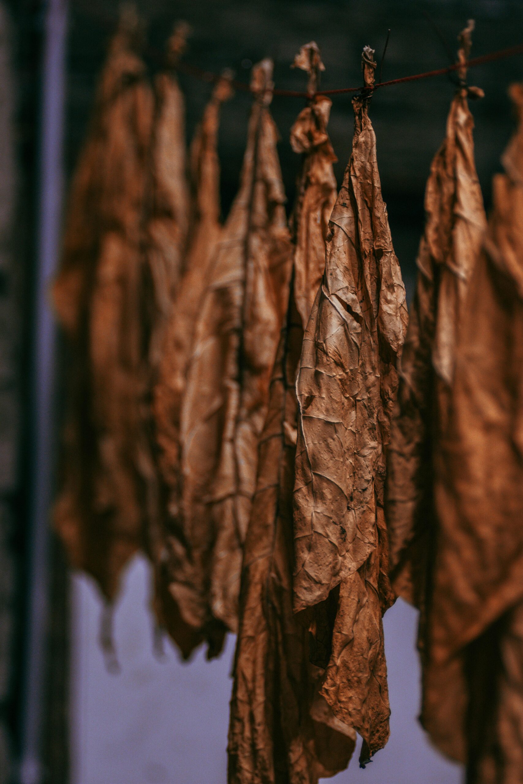 Detailed view of dried tobacco leaves hanging in a row, emphasizing texture and color.