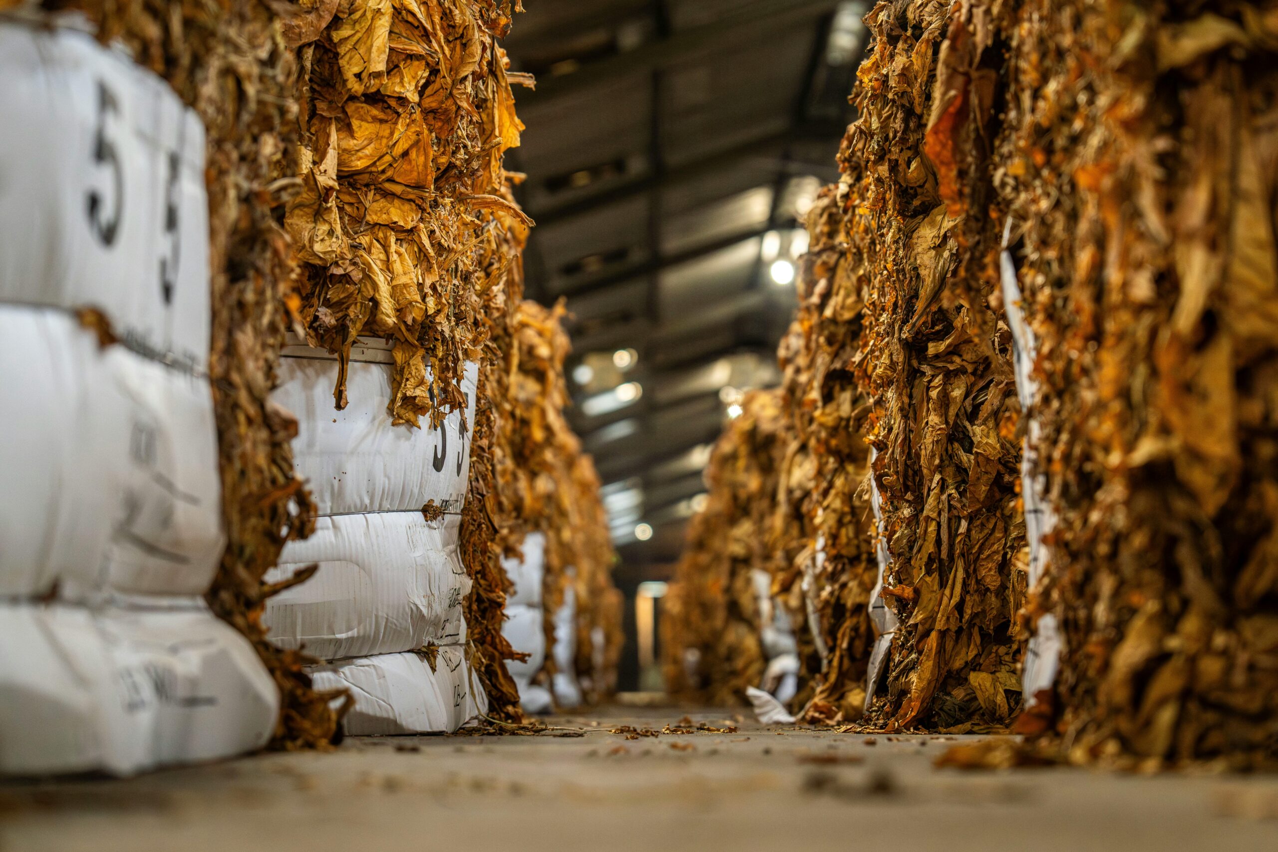 Rows of bundled tobacco leaves stacked in an indoor industrial storage facility.