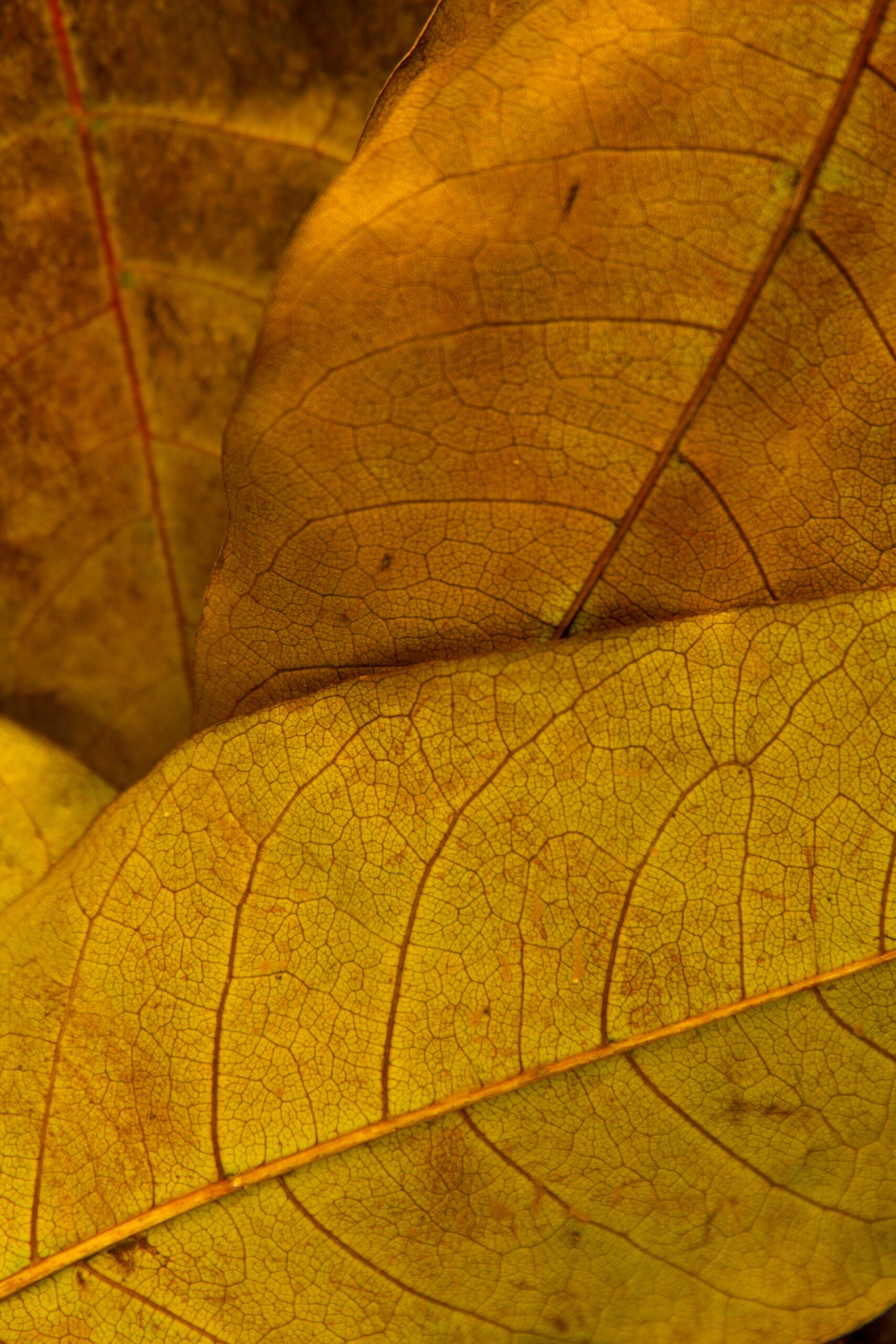 Macro photograph highlighting the intricate textures and warm hues of autumn leaves.