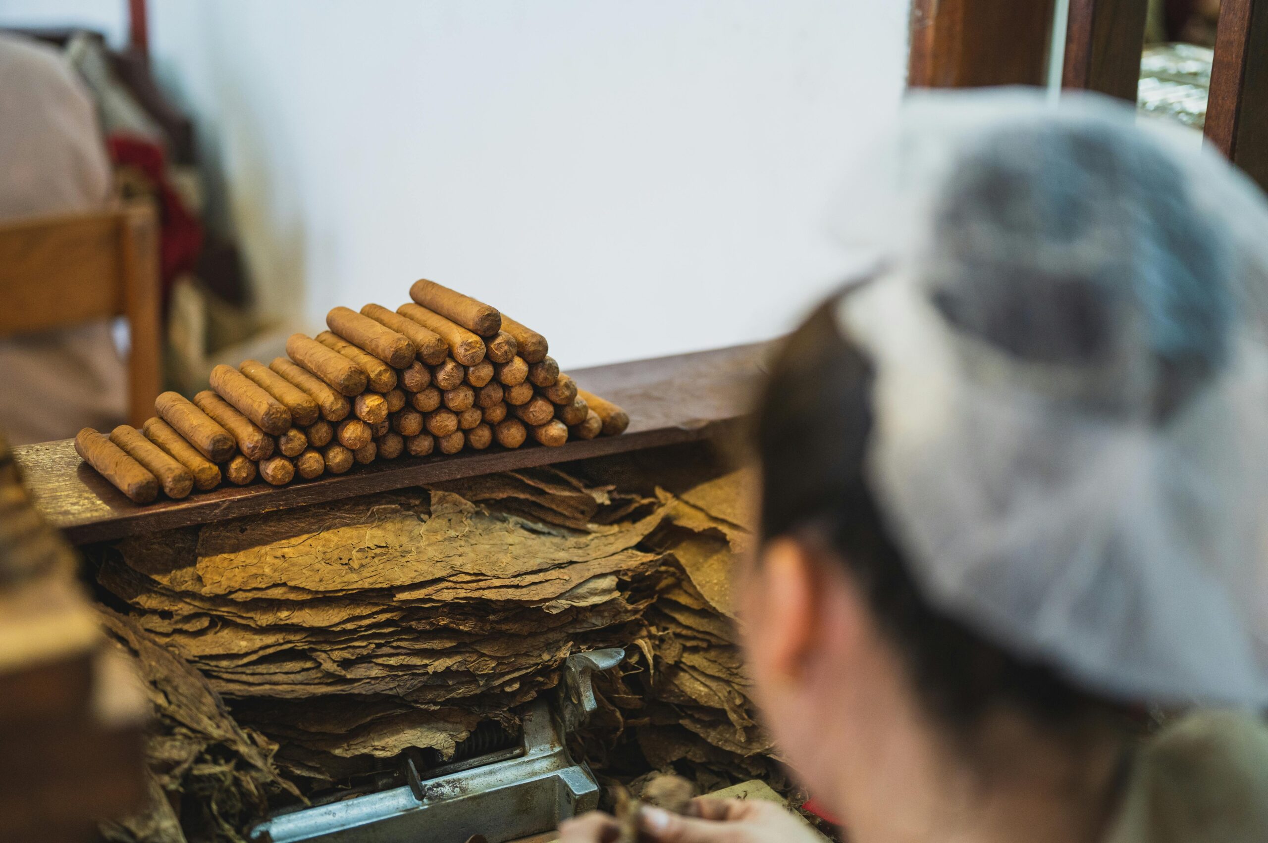 From above back view of crop anonymous female employee in transparent cap preparing tobacco near stack of cigars in fabric